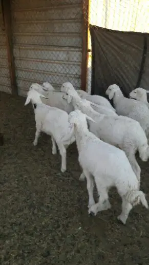 هرافى حريات الحد 450 (image 5)