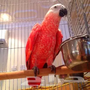 كاسكو احمر نادر