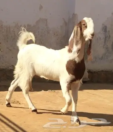 جفره طيبه (image 3)