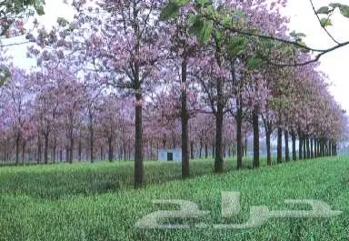 بذور الباولونيا