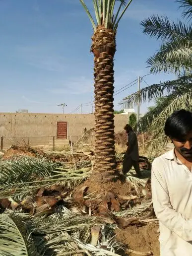 للبيع نخل (image 9)
