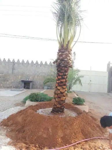 للبيع نخل (image 6)