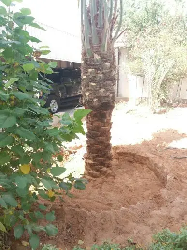 للبيع نخل (image 4)