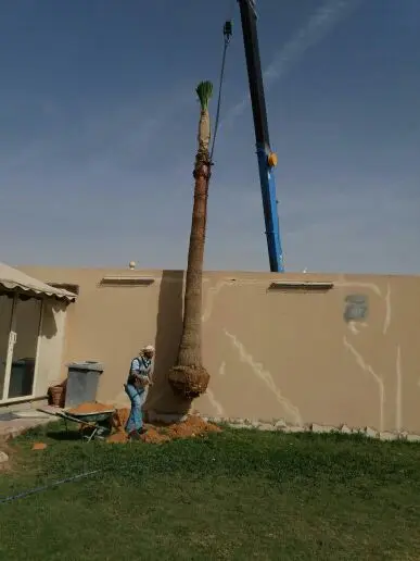 للبيع نخل (image 2)