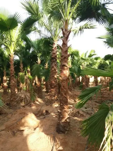 للبيع نخل (image 5)