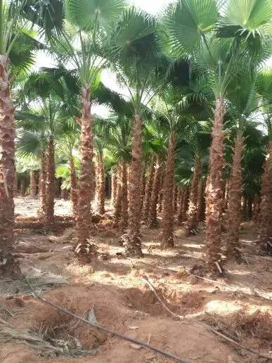 للبيع نخل (image 7)