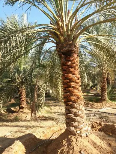 للبيع نخل (image 8)