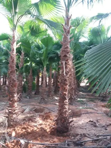 للبيع نخل (image 3)