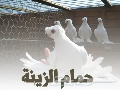لهواية الطيور حياكم (image 1)