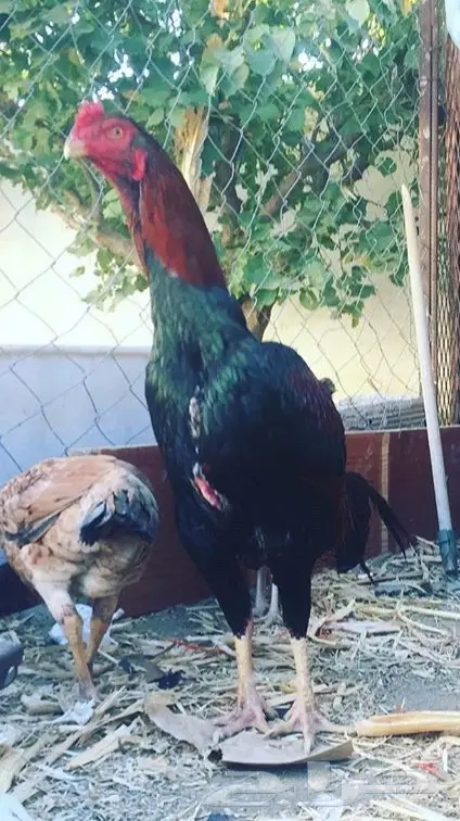 زوج دجاج بلجيكي بيور (image 1)