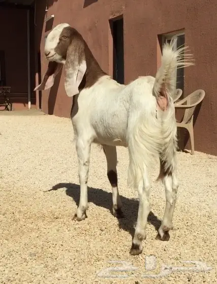 جفره طيبه (image 2)