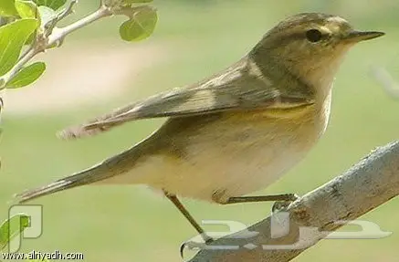 دخل منتوف مجهز شرط ورخيص (Image 1)