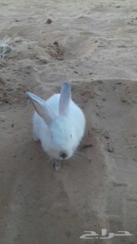 ارنب للبيع (image 2)