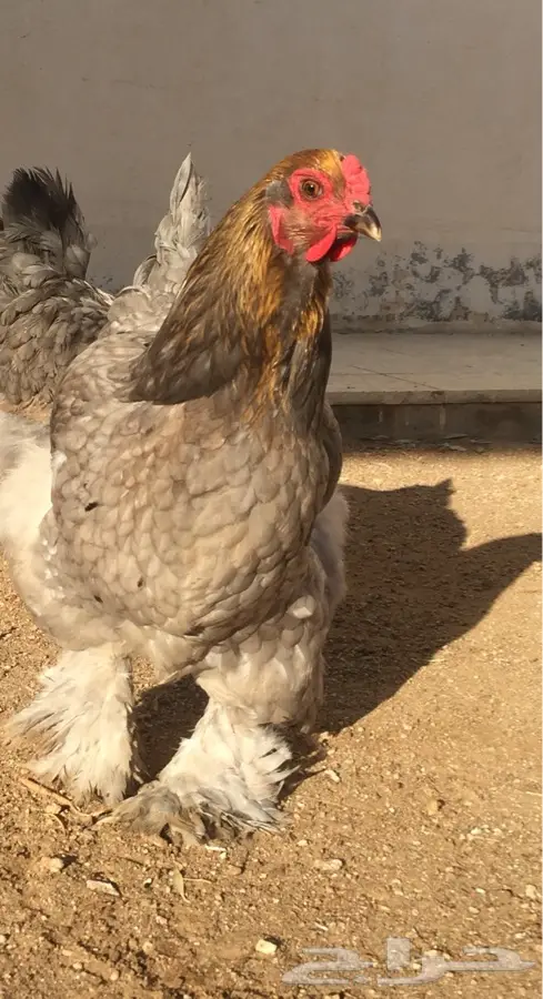 براهما فاخر (image 1)