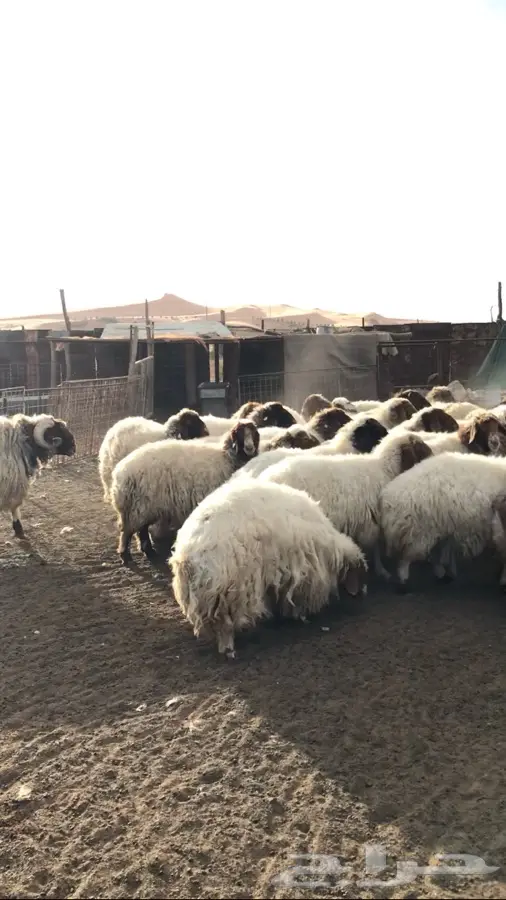 نعيم دفيع