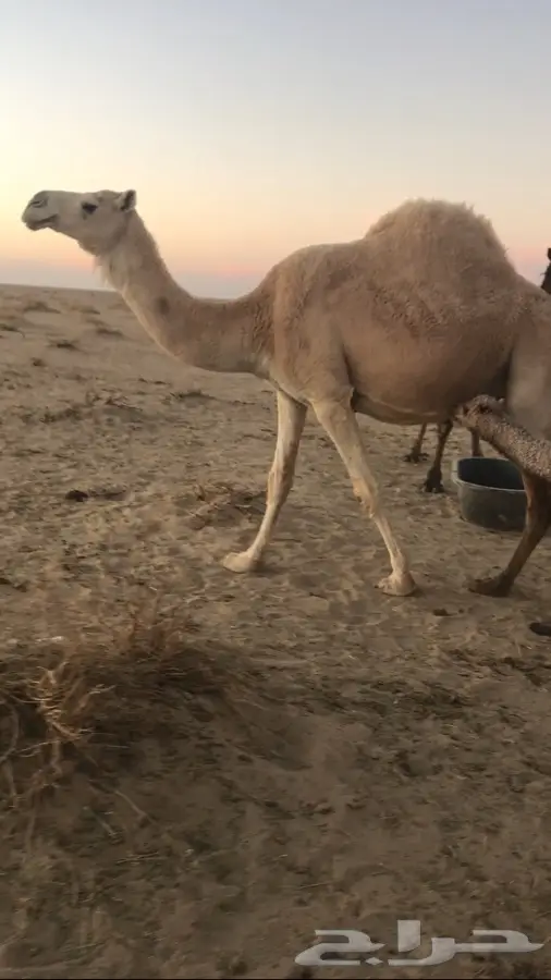 خلفه هديه ماتحرك تملا السطل  (image 1)