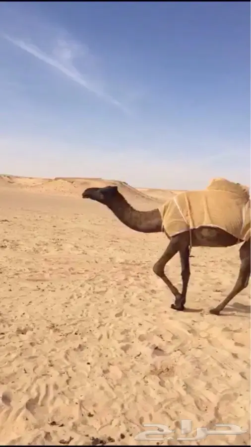 الرياض - اعرض لكم ناقتين صفر (image 5)