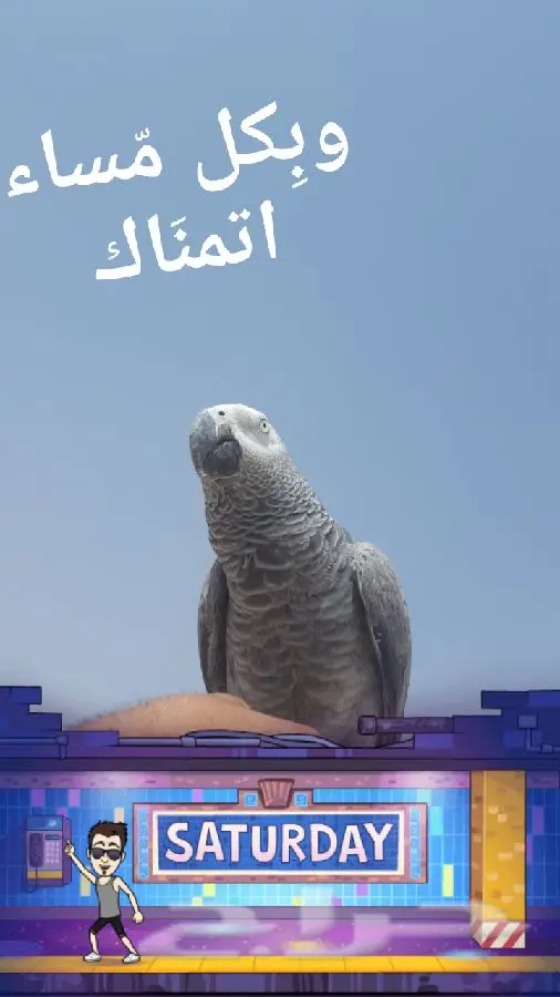 جيزان - كاسكو اليف جدا مفقود (image 3)