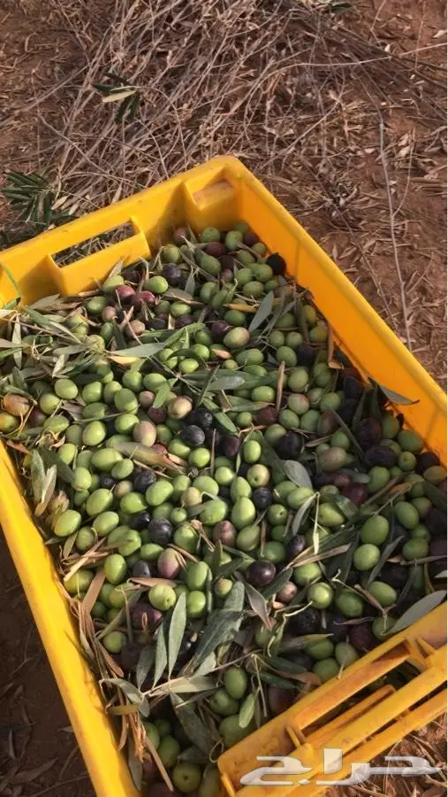 زيت زيتون فلسطيني أصيل - من أرضنا المباركة (image 4)