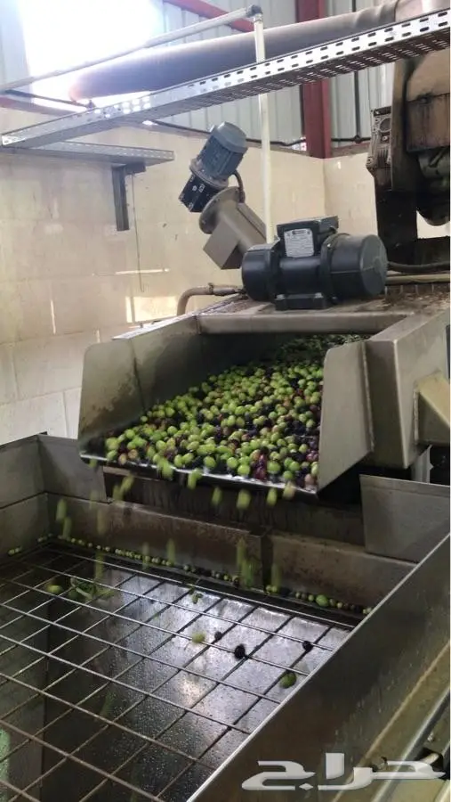 زيت زيتون فلسطيني أصيل - من أرضنا المباركة (image 5)