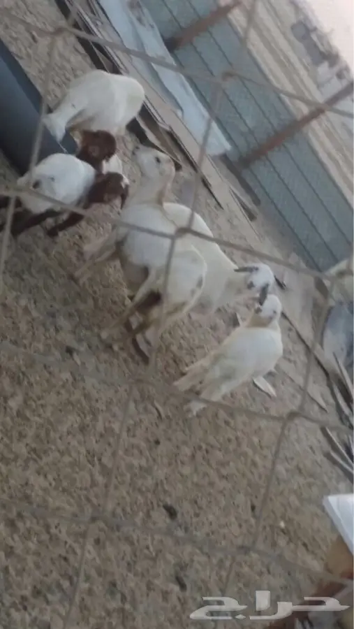 للبيع غنم (image 1)