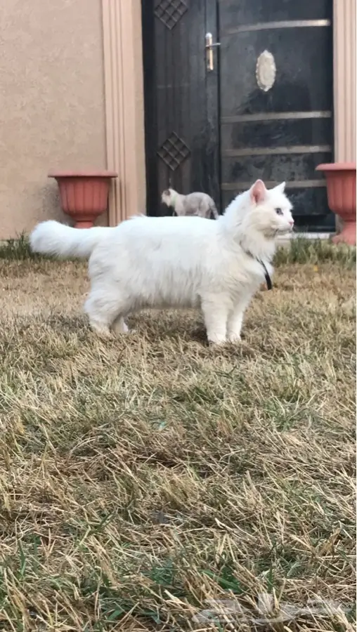 للبيع او للبدل (image 1)