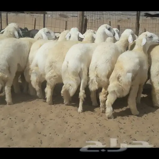 ذبايح حريه وسواكنيات وتيوس (راجع التقييم)