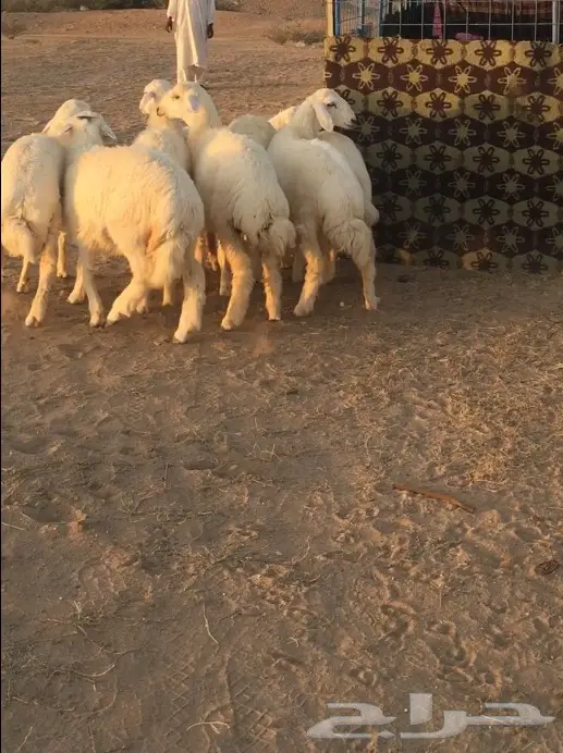 بهم ذبايح طيبه لاهل النار الحيه واهل المكاشيت (image 1)