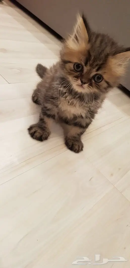 قطط هاف مون شيرازية بعمر الشهرين للبيع  (image 2)