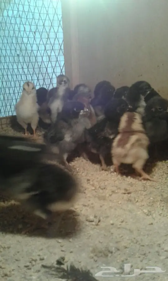 صوص بلدي الرس (image 3)