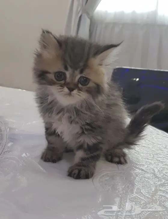 قطط هاف مون شيرازية بعمر الشهرين للبيع  (image 1)