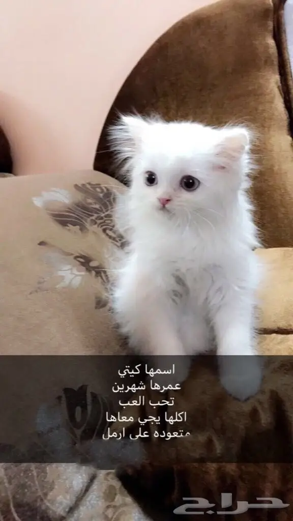 قطه شيرازي للبيع