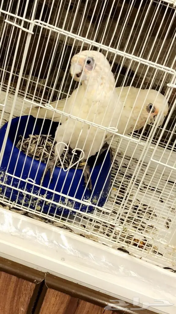 فرخ كوكاتو للبيع (Image 1)