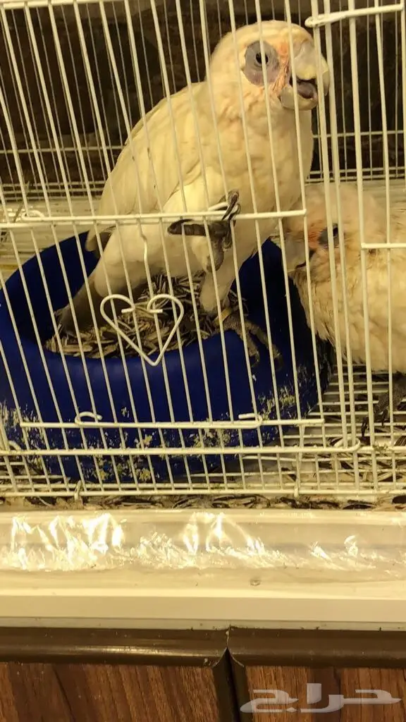 فرخ كوكاتو للبيع (image 1)