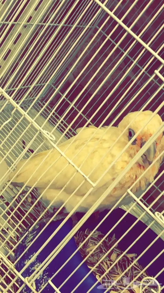 فرخ كوكاتو للبيع (image 2)