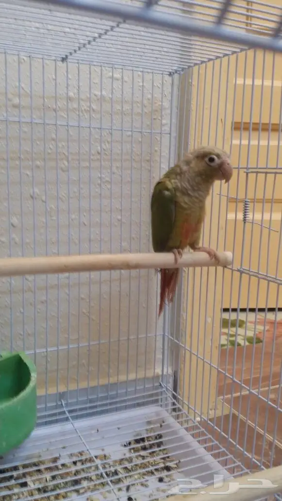 ببغاء كونيور سنامون - اناناس - فرصة ذهبية!