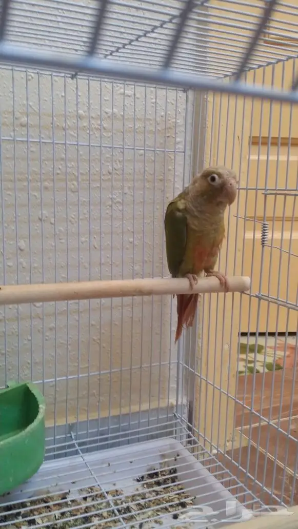 ببغاء كونيور سنامون - اناناس - فرصة ذهبية! (image 1)