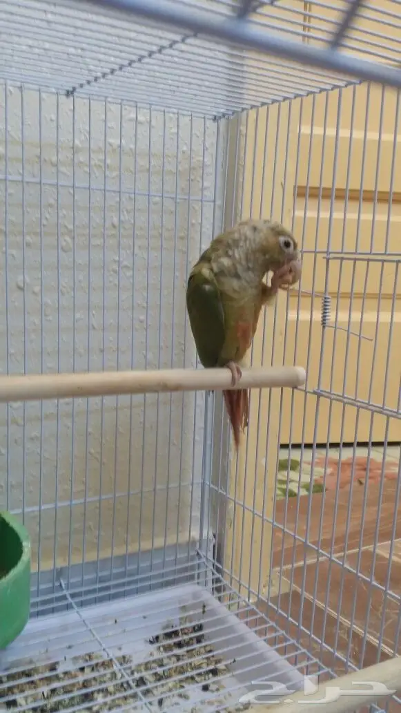ببغاء كونيور سنامون - اناناس - فرصة ذهبية! (image 2)