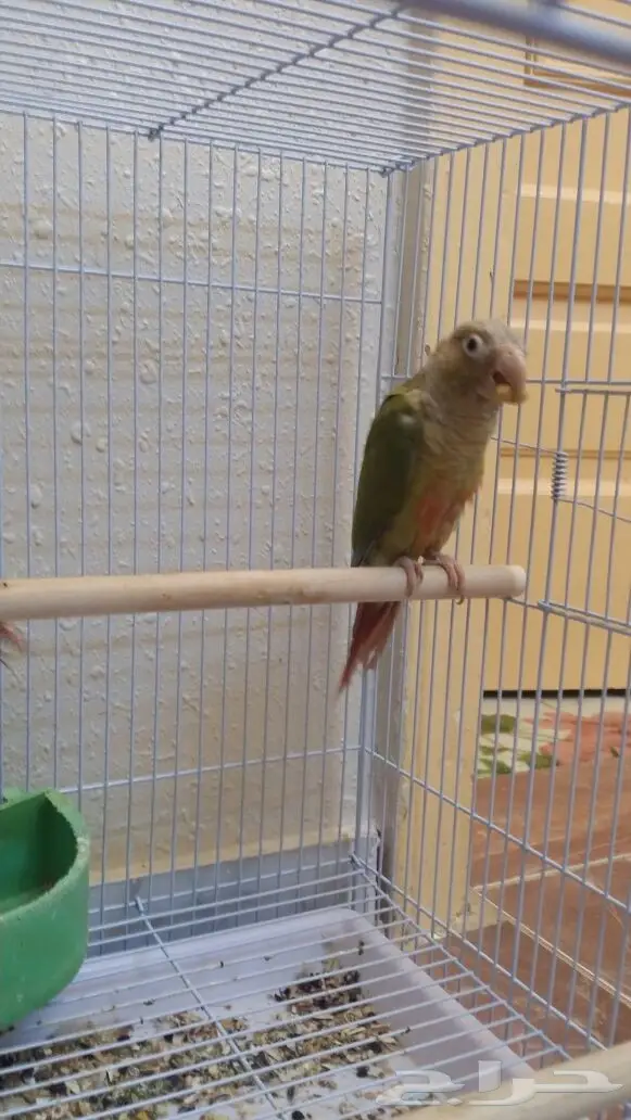 ببغاء كونيور سنامون - اناناس - فرصة ذهبية! (image 4)