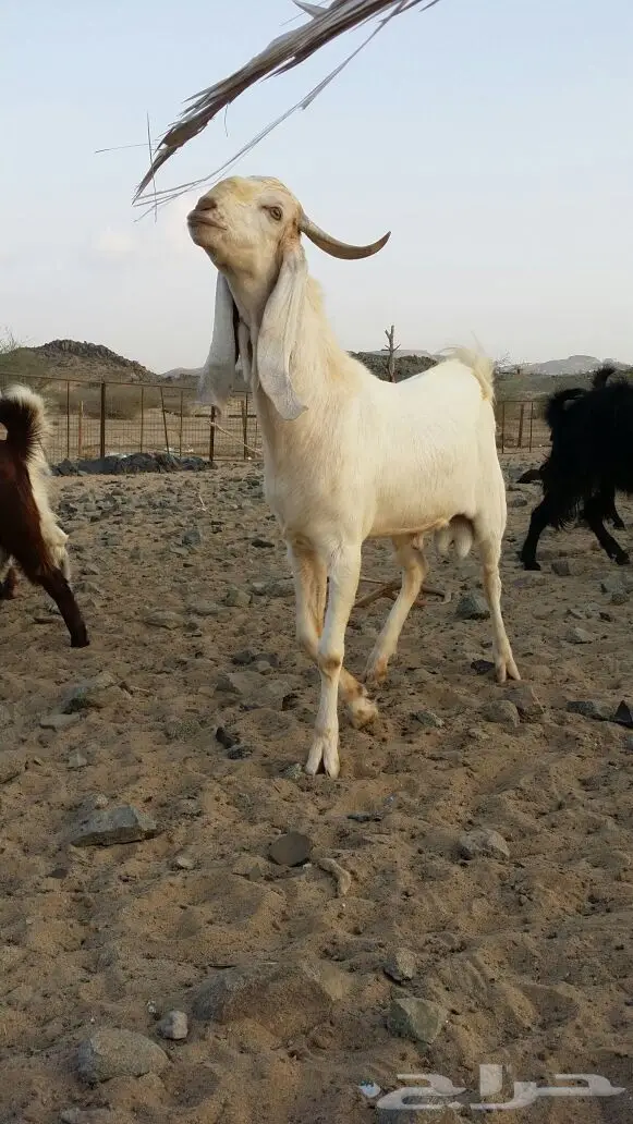 للبيع تيس فحل صنف