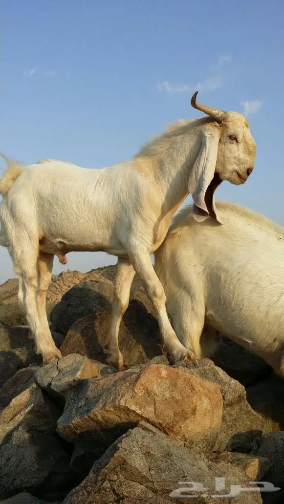 للبيع تيس فحل صنف (image 1)