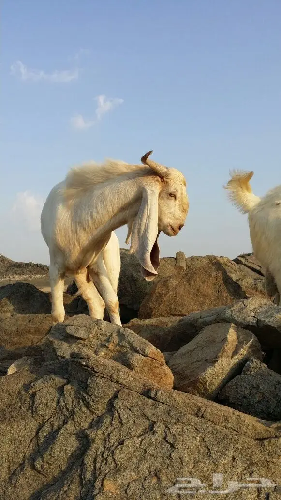 للبيع تيس فحل صنف (image 2)