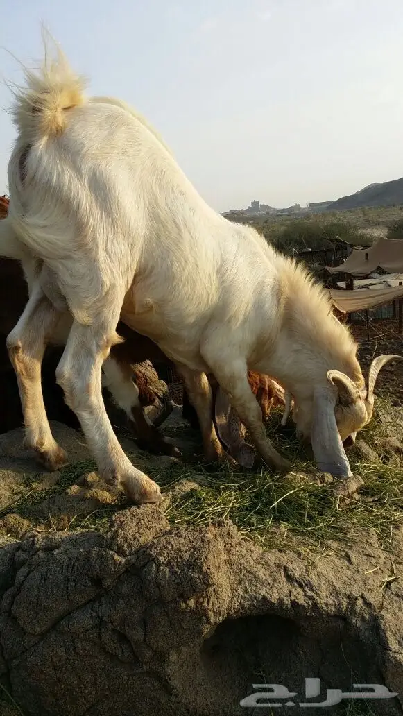 للبيع تيس فحل صنف (image 3)