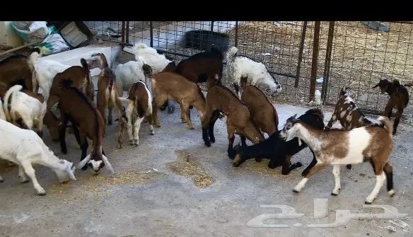 تيوس لبنيه سمان وصحتها شرط 