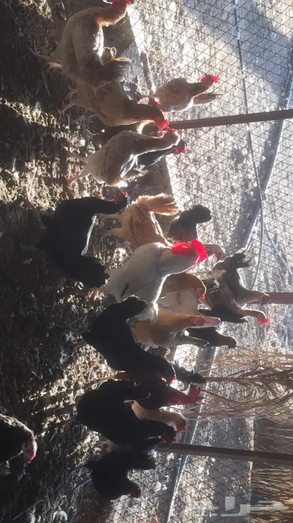 دجاج بلدي بياض