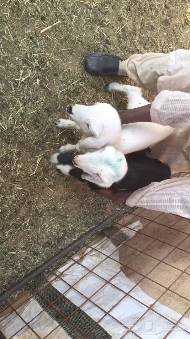 دواغير رحري و نجدي