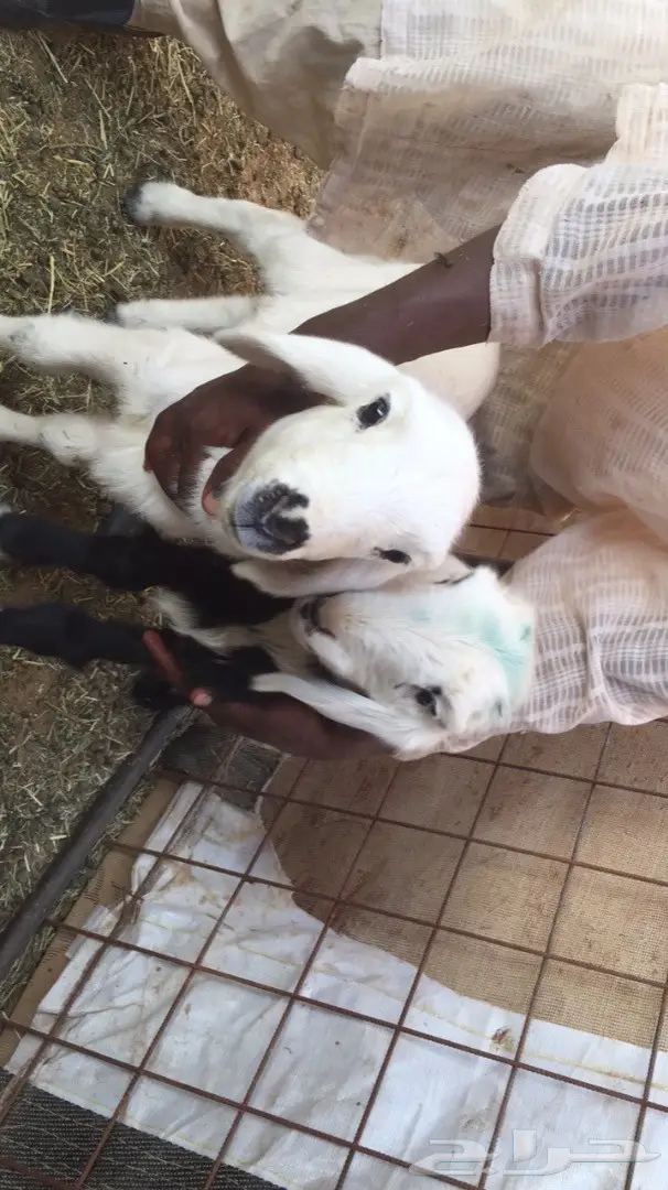 دواغير رحري و نجدي (image 1)