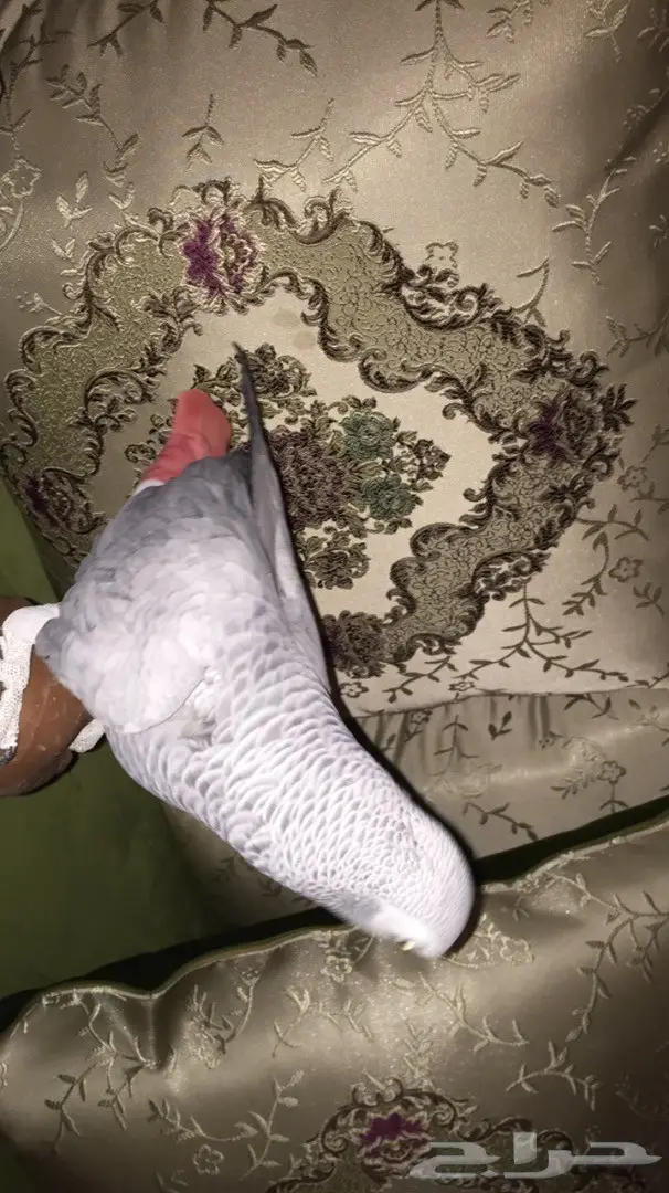 كاسكو افريقي هدد كلام