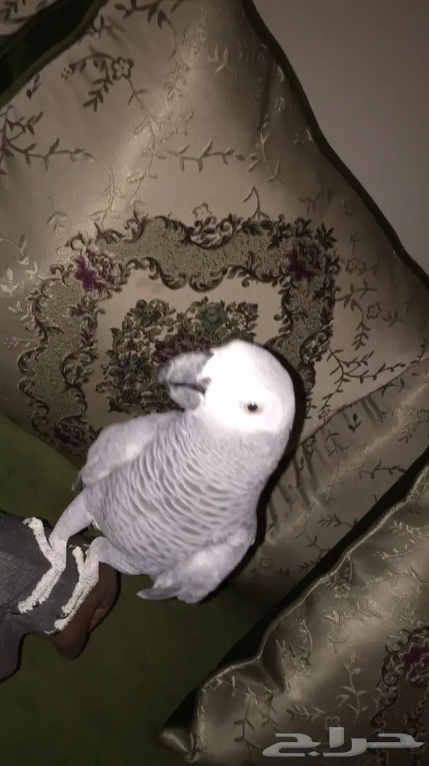 كاسكو افريقي هدد كلام (image 1)