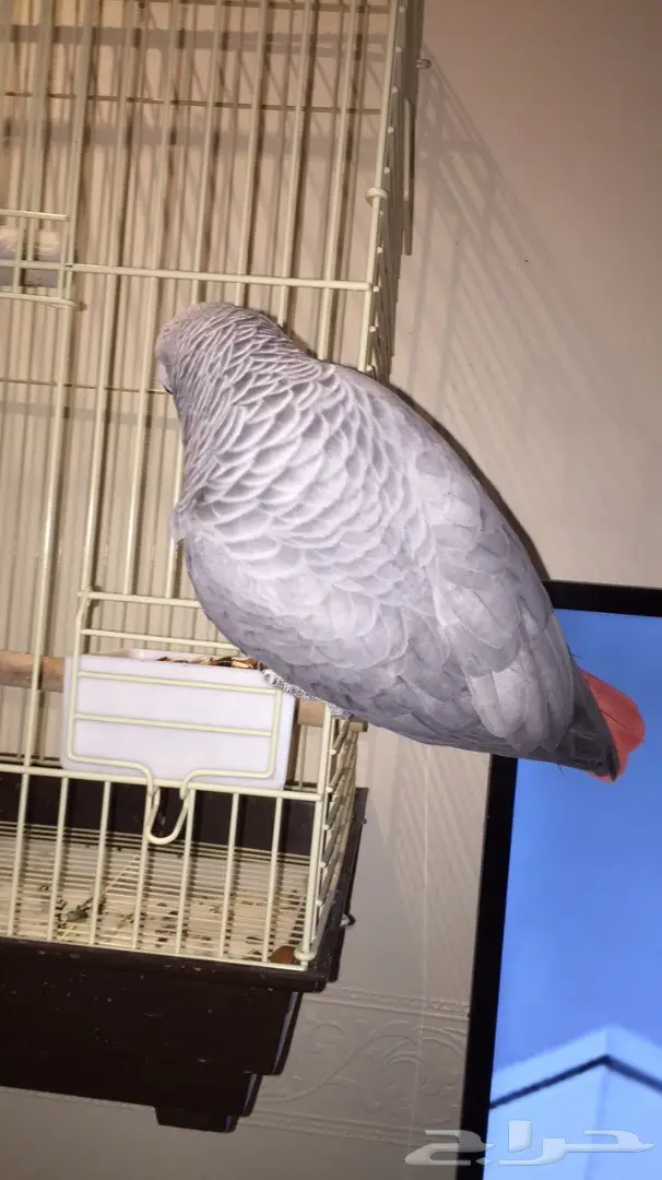 كاسكو افريقي هدد كلام (image 2)